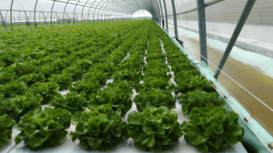 tag th 1 sin+título2|tag germinado